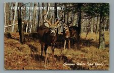 Greetings from Skidway Lake Michigan Curious White Tail Bucks Vintage Postcard picture