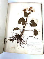1875 Iowa Agricultural College Ames PLANT flower pressed collection binder picture