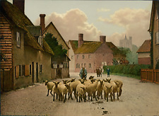 England, Vintage Sheep in the Village Street Photochromy Photochromy, Vineta picture