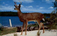 Greetings from North East Pennsylvania deer ~ postcard sku495 picture