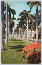 Post Card Royal Palm Trees in Southern Florida G376 picture