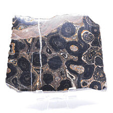 290g Stromatolite Slab Natural Algae Fossil Crystal Orbicular Orbs Slice - Peru picture