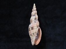 Sea Shell Lyria lyraeformis 105.2mm ID#7459 picture