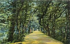 Vintage Landscape Postcard TREE COVERED LANE PATH ROAD SCENIC   UNPOSTED picture