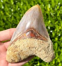 Indonesian Megalodon Sharks Tooth HUGE 4.5” Fossil Serrated Megladon Indonesia picture