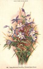 Vintage Postcard 1910's Rocky Mountain Columbine Colorado State Flower Artwork picture