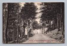 Roscoe Conkling Park Drive UTICA New Yor Antique Forest Collotype Postcard 1909 picture