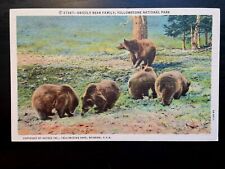 Vintage Postcard 1935 Grizzly Bear Family Yellowstone Wyoming (WY) picture