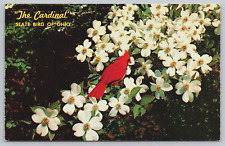 Cardinal State Bird of Ohio OH Flowering Dogwood Tree c1950s Vtg Postcard C12 picture