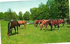 Vintage Postcard- Thoroughbreds grazing in a pasture UnPost 1960s picture