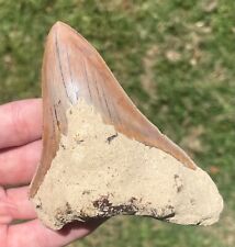 Indonesia Megalodon Tooth Fossil HUGE 4.15” Shark Indonesian Meg picture