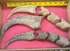 Complete Spinosaurus Hand Claw With Associated Digits picture