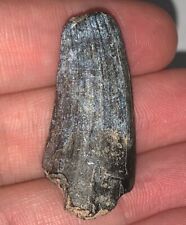 LARGE Super Rare SUCHOMIMUS Dinosaur Tooth WITH SERRATIONS 1.45 INCHES picture