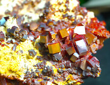 Terminated BEAUTIFUL VANADINITE Large Cabinet Crystal Mineral Specimen picture
