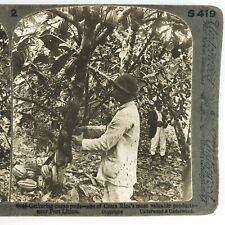 Farmers Gathering Cacao Pods Stereoview c1900 Costa Rica Farm Trees Photo A2115 picture
