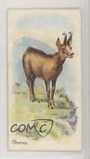 1907 Churchman Wild Animals of the World Tobacco Chamois jn1 picture