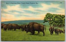 Vtg Pennsylvania PA American Bison Trexler Game Preserve 1940s View Postcard picture
