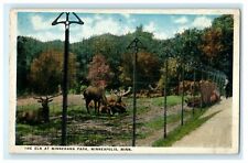 c1911 The Elk at Minehaha Park, Minneapolis, Minnesotta, MN, Vintage Postcard picture