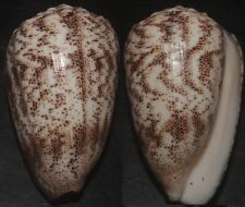 Tonyshells Seashells Conus arenatus SAND DUSTED CONE 53mm F+++/GEM Superb picture