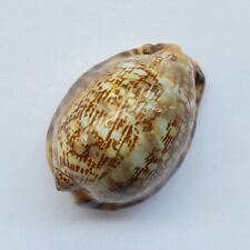 Cypraea Mauritia Arabica 37mm Arabian Cowry Shell Indonesia #07 picture