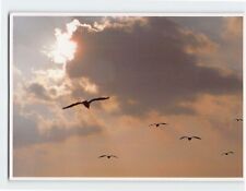 Postcard Gulls Soaring Cape Cod National Seashore Massachusetts USA picture
