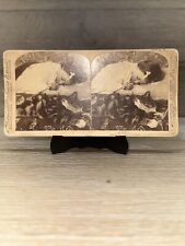 Stereoview Photo Underwood Little Girl Sleeping With Cat Photo Card 1898 picture