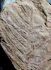 Pecopteris miltoni -  310 million years ago Carboniferous fossil fern picture