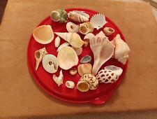 Lot Of  Seashells Mixed Collection  picture
