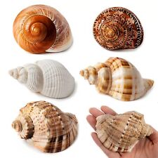 5PCS Large Hermit Crab Shells | Natural Sea Conch Size 2.8 - 3.9 Opening Si picture
