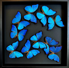 Splendid flight of 10 Morpho Didius butterflies from Peru in black frame 50... picture