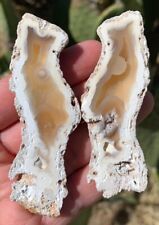 AGATIZED CORAL FOSSIL Chalcedony Fossilized Mineral Reef Ocean Specimen FLORIDA picture
