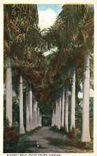 Postcard FL Florida A Shady Walk Royal Palms White Border Vintage PC G4405 picture