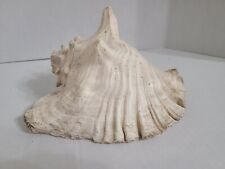 King Queen Horned Helmet Conch Sea Shell Nautical Beach Large picture