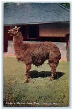 c1950's Llama Belle Isle Zoo Rare Species Animals Detroit Michigan MI Postcard picture