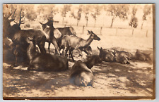 RPPC c1910s Deer Herd Basking in Shade Vintage Postcard picture