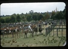 Argentina Horses Cattle Farm Cowboys 35mm Slide 1950s Red Border Kodachrome picture