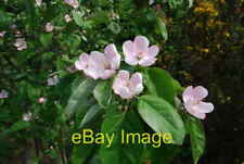 Photo 6x4 Blodau cwins - Quince blossom Chwilog see also [[509674]] c2007 picture