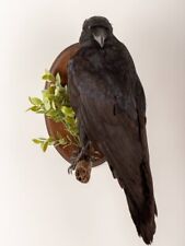 Raven Taxidermy Bird Real Stuffed mount Animal Gothic Tattoo Driftwood #24 picture