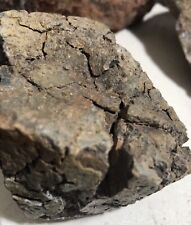 7 Oz  Petrified Iron Wood Limb Rough Fossil Rare Arizona picture