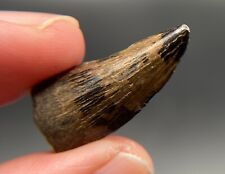 Rare mosasaur tooth from Mississippi - Eutaw Formation - 2.5 cm picture