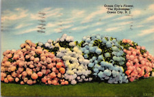 Postcard~Ocean City New Jersey~Ocean City's Flower Hydrangea~Posted 1948 picture