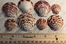 Lot  Of 8  Scallops Seashells Florida Sunrise Orange Purple Shells picture