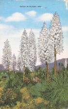 Yucca in Bloom picture