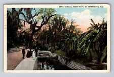 St Petersburg FL-Florida, Banana Trees in Roser Park, Antique Vintage Postcard picture