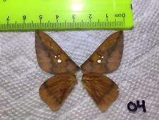 LPSA2  04  A+/ A   Adeloneivaia  ? Saturniidae Moths picture