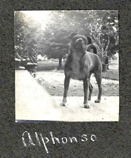 1930s Bully Dog Photograph~ALPHONSO~Pit Bull or Staffie Terrier~Vintage Snapshot picture