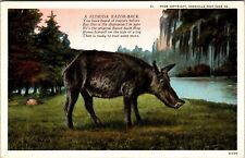 Postcard Florida's Wonderful Beast Razor Back Hog Poem  FL JC16 picture