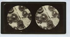 Common Oak Spangles Through Microscope c1900s Stereoview  picture