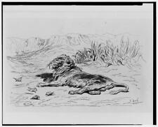 Photo:Lion, Dor�, Gustave, 1832-1883, artist picture