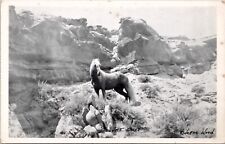 Desert Dust Wild Palomino Stallion Postcard Spc9 picture